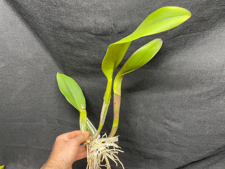 Blc. Don de Michaels `Razzmatazz&