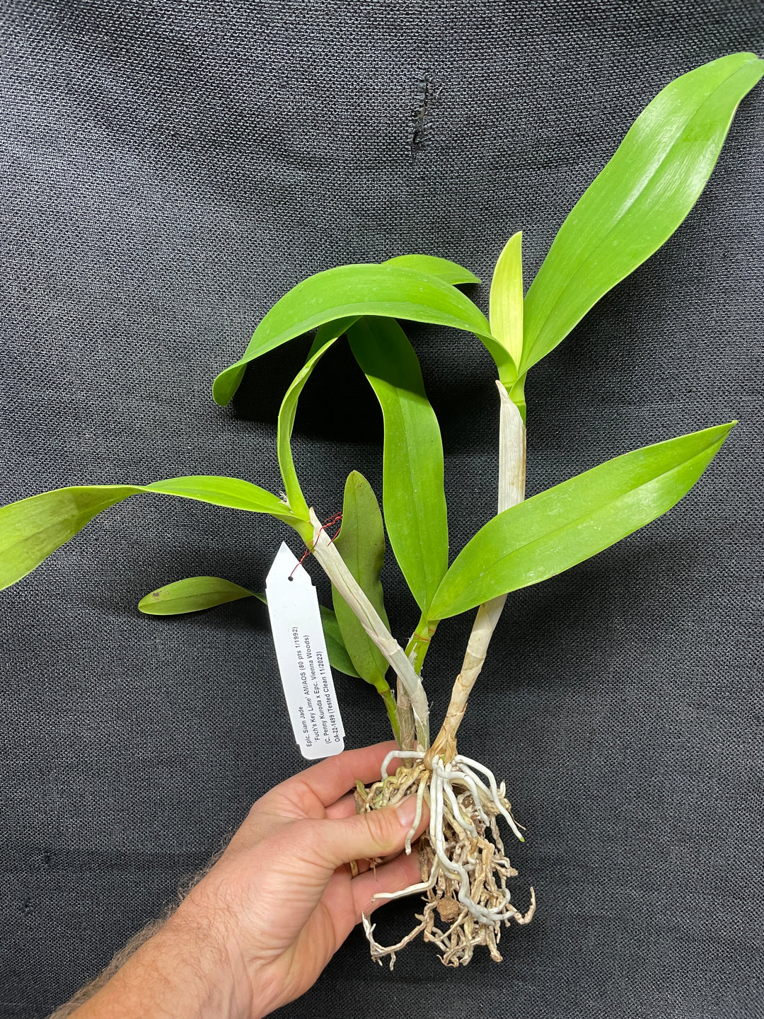 Eplc. Siam Jade `Fuchs Key Lime&