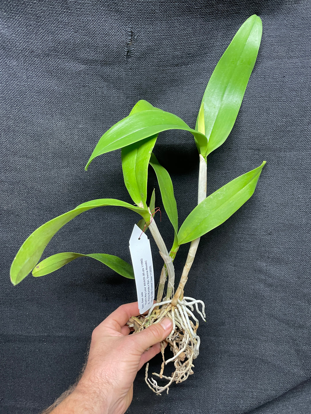 Eplc. Siam Jade `Fuchs Key Lime&