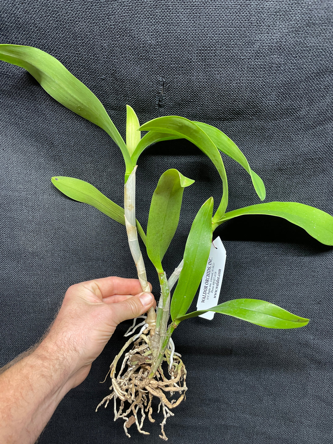 Eplc. Siam Jade `Fuchs Key Lime&