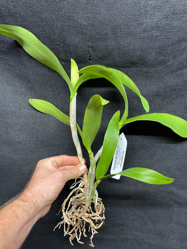 Eplc. Siam Jade `Fuchs Key Lime&