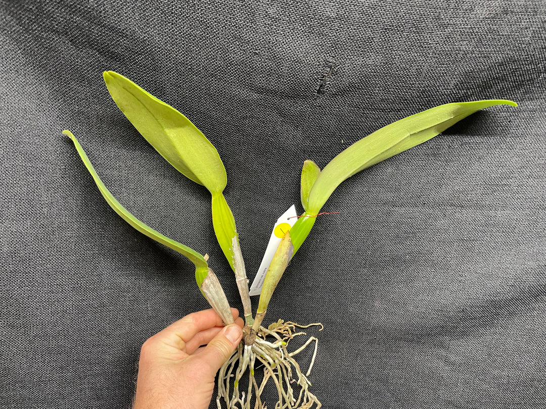 C. jenmanii rubra `Canaima&