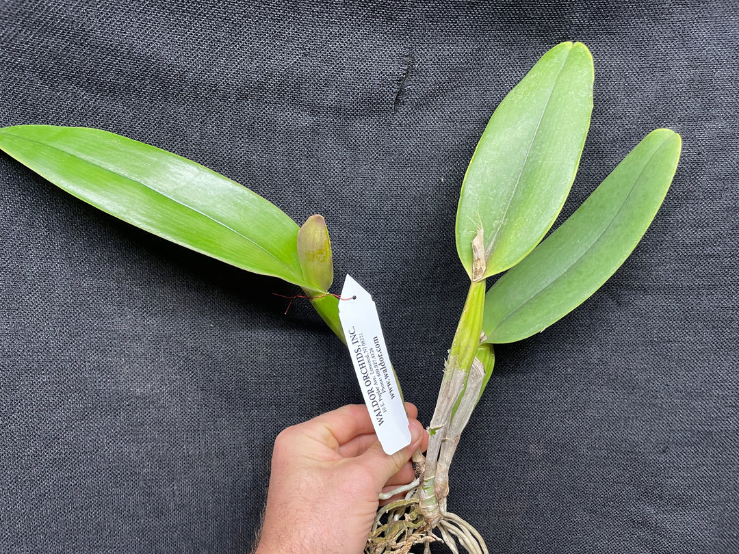 C. jenmanii rubra `Canaima&