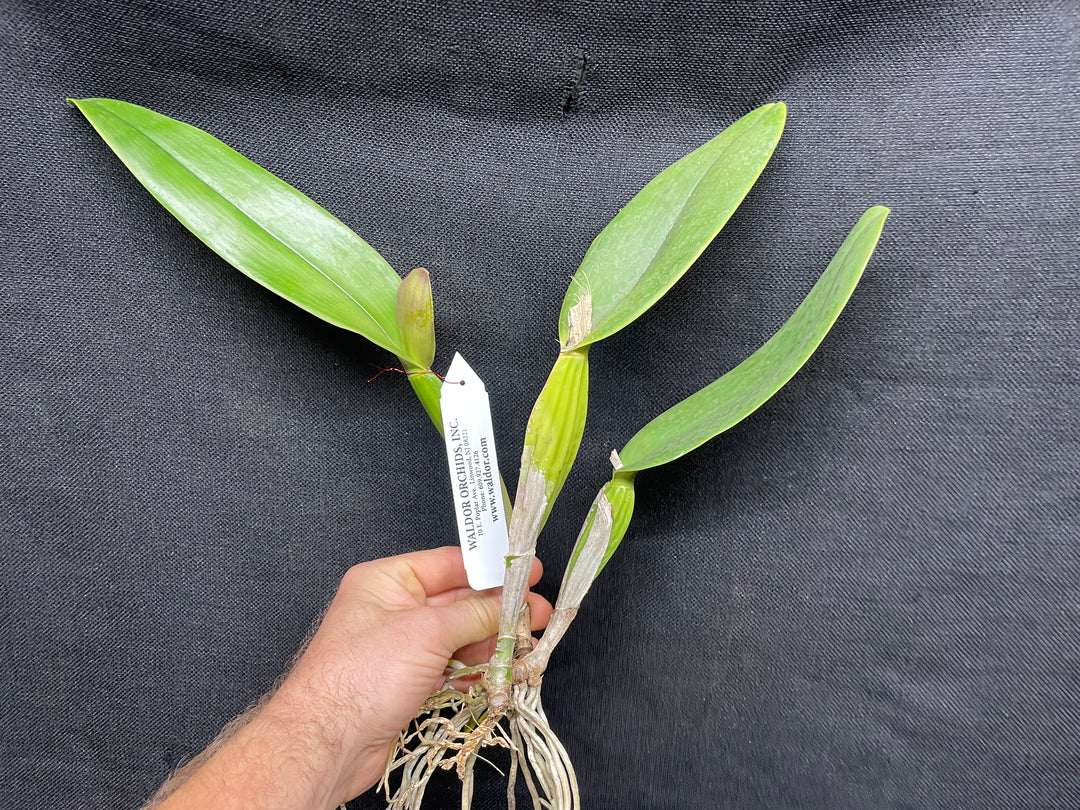 C. jenmanii rubra `Canaima&