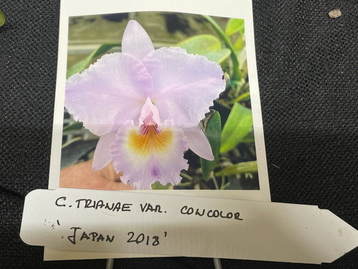 C. trianaei concolor `Japan 2018&