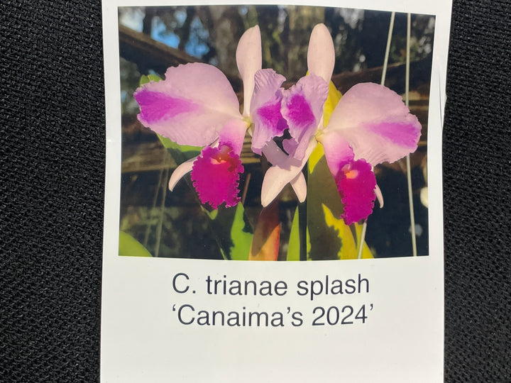 C. trianaei splash `Canaima 2024&