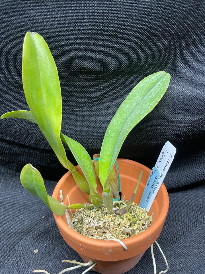 C. trianaei concolor `Japan 2018&