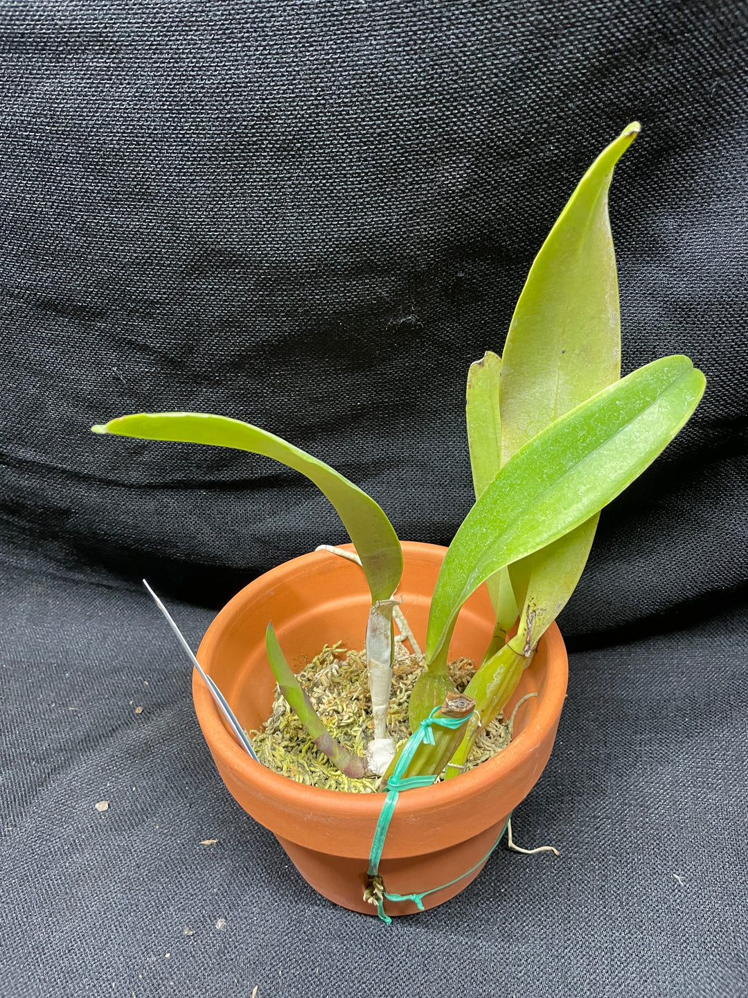 C. trianaei concolor `Japan 2018&