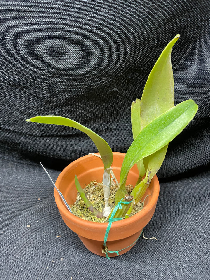 C. trianaei concolor `Japan 2018&