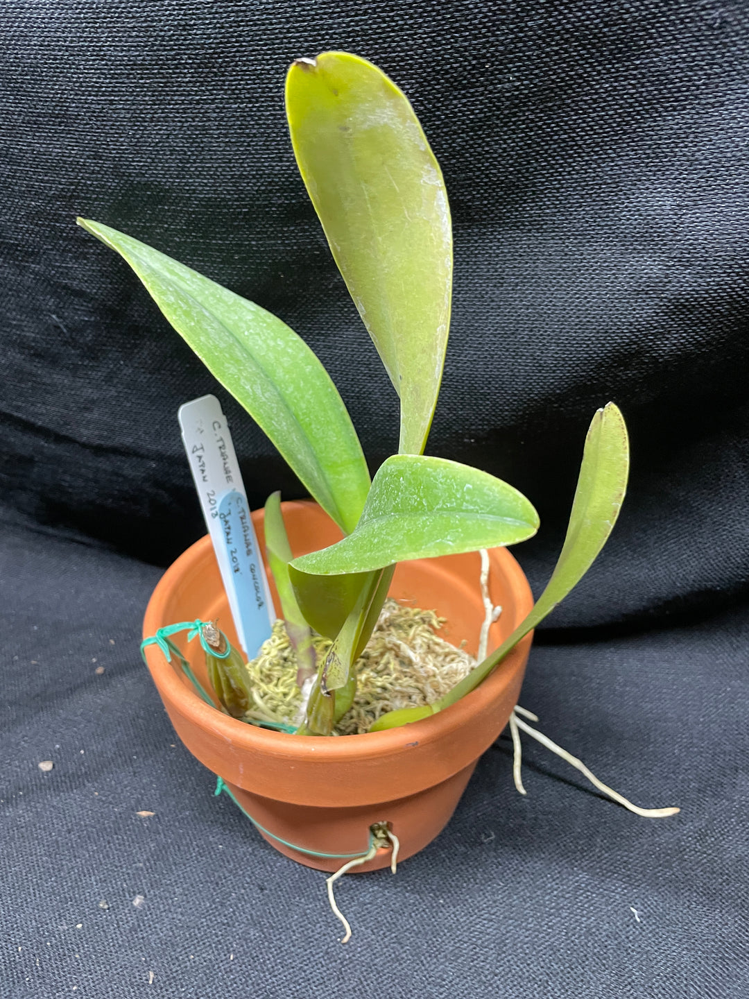 C. trianaei concolor `Japan 2018&