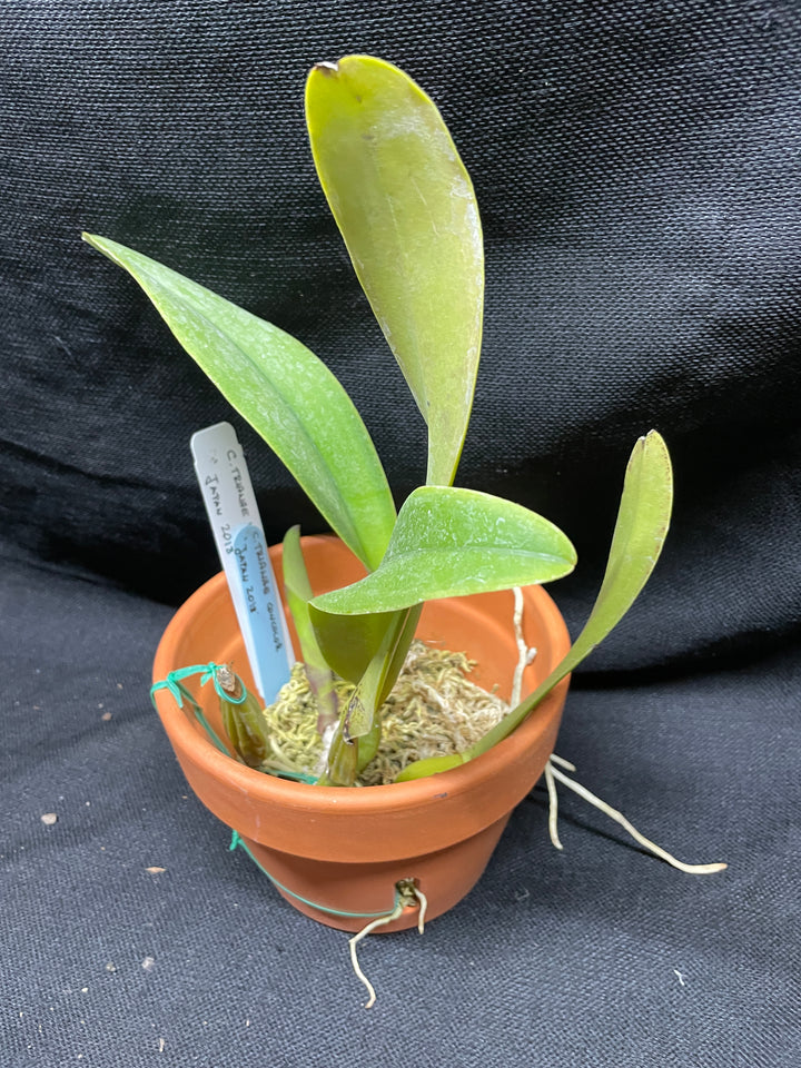 C. trianaei concolor `Japan 2018&