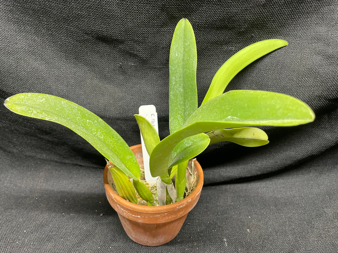C. trianaei splash `Canaima 2024&