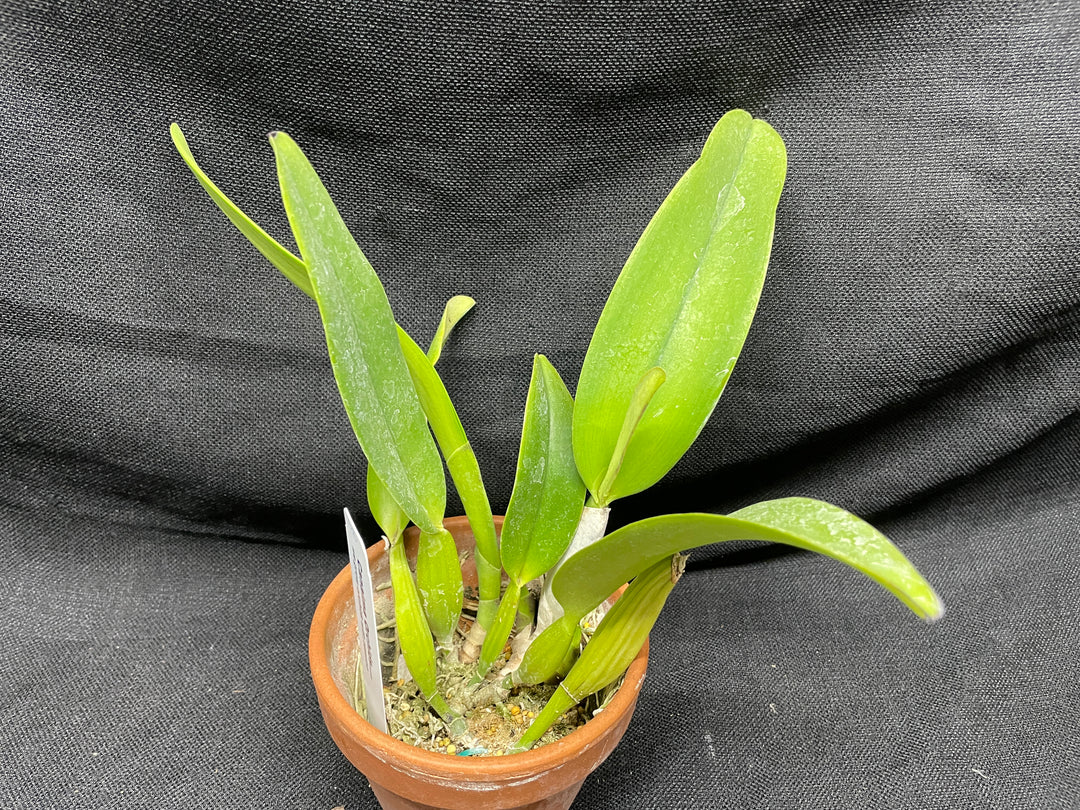 C. trianaei splash `Canaima 2024&