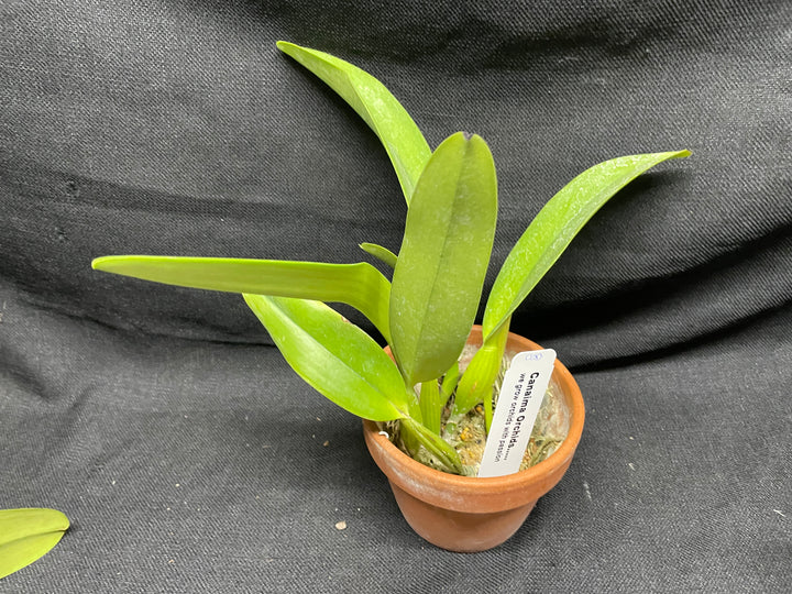 C. trianaei splash `Canaima 2024&