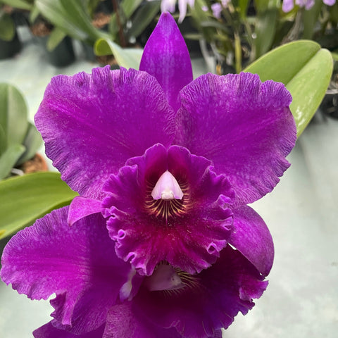 Blc. Sugar Plum (Lc. Elizabeth Off  'SB'  FCC/AOS x Guanmiau City `BF') Seedling 4"  Pot