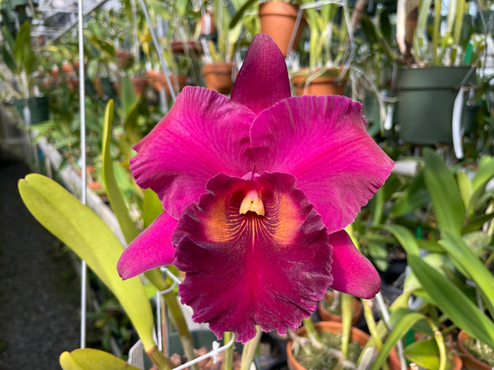 Blc. Mem. Ralph Placentia `Toreador&