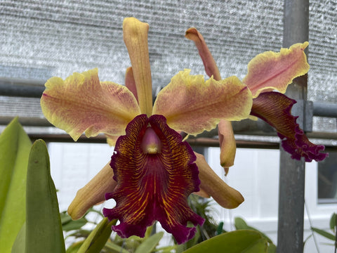 C. dowiana aurea `Gabriel Amaru' FCC/AOS Original Division Orchid Species