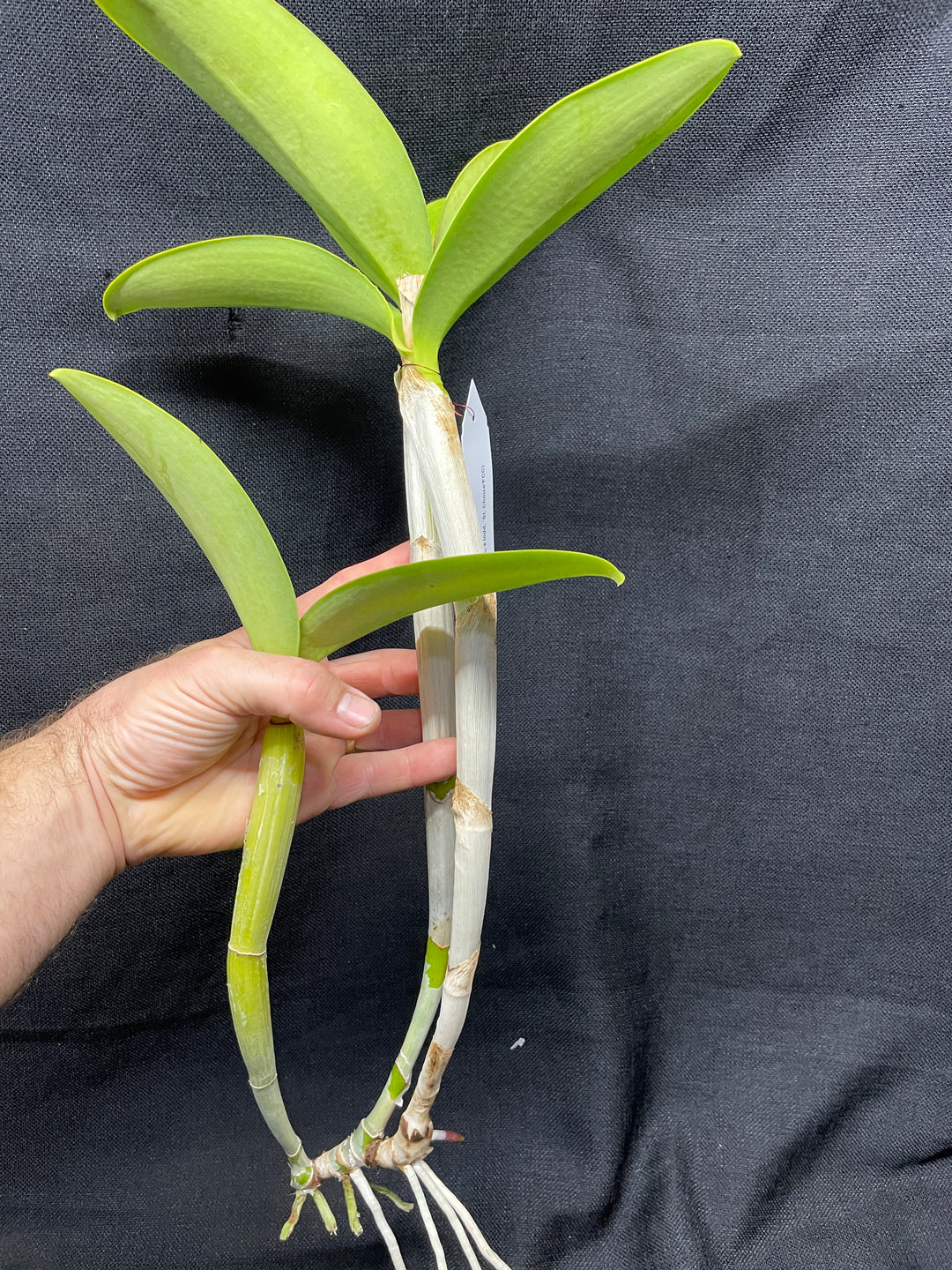 C. Breautiana `Lily Davis&
