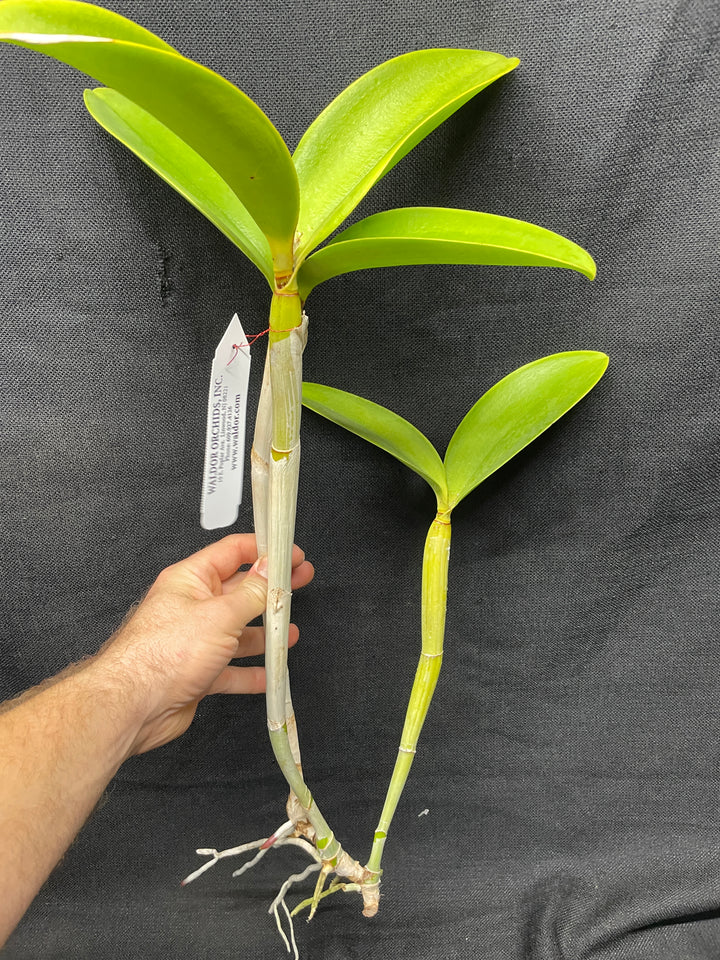 C. Breautiana `Lily Davis&