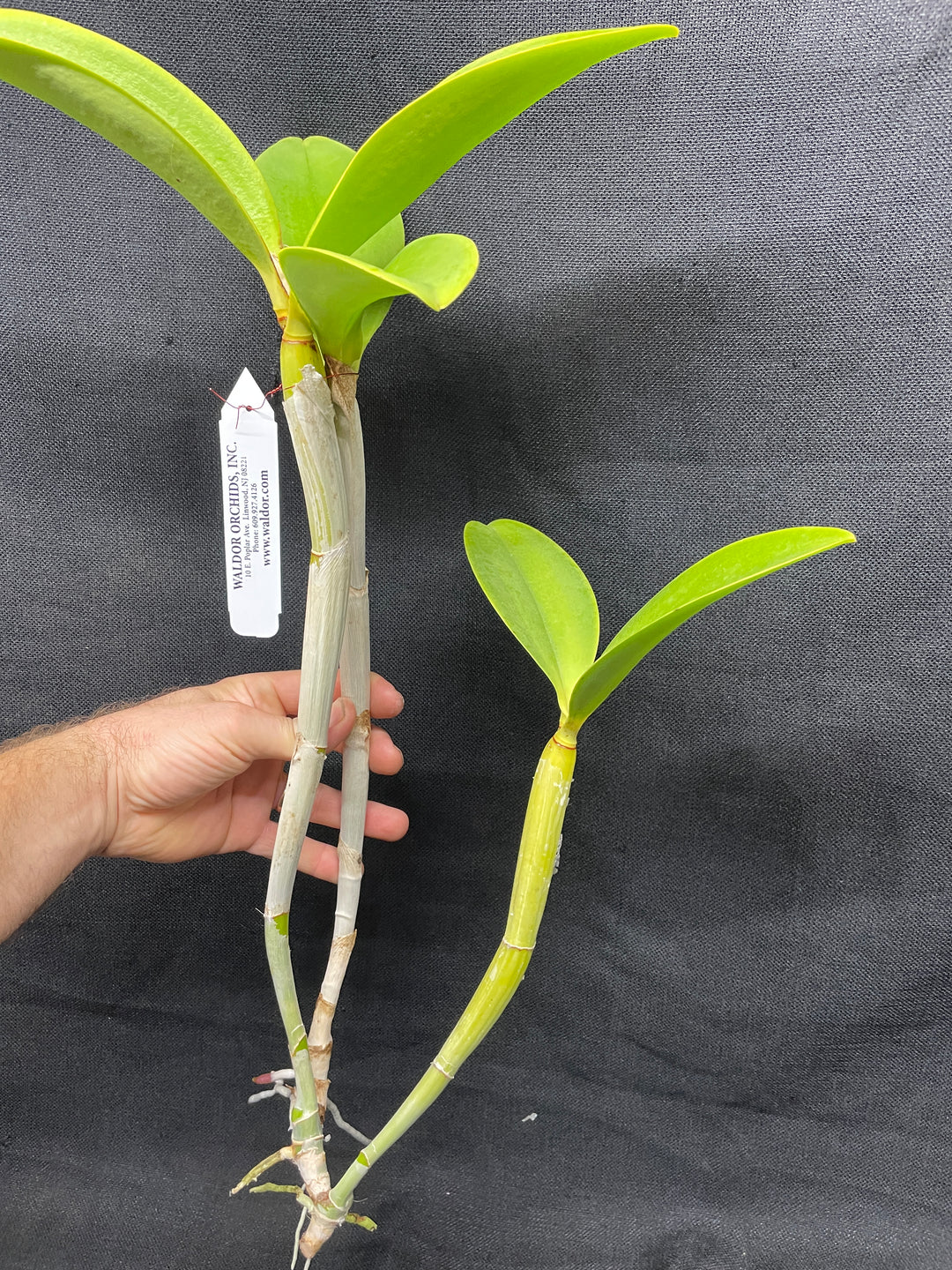 C. Breautiana `Lily Davis&