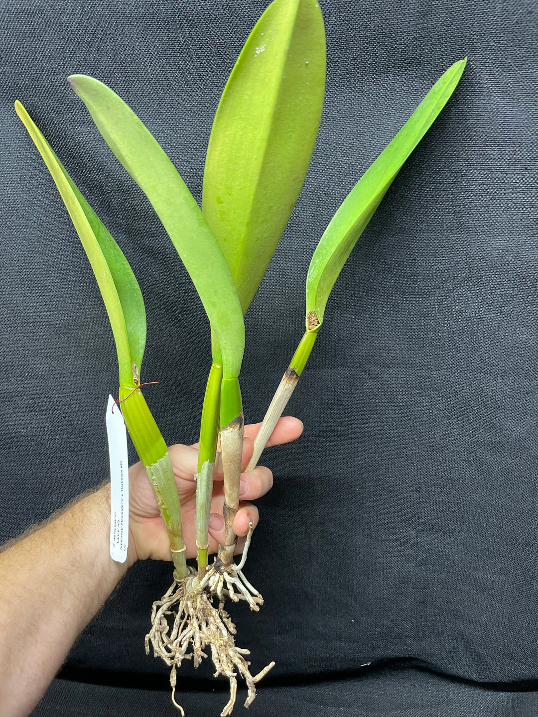 C. warscewiczii `Lance&