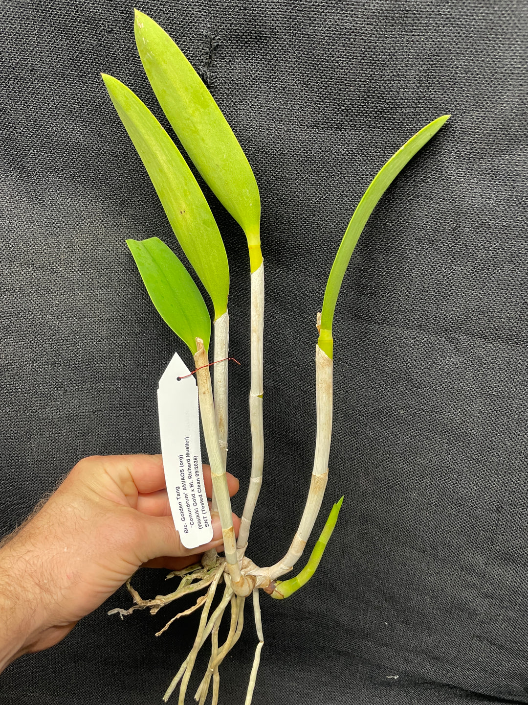 Blc. Golden Tang `Conundrum&