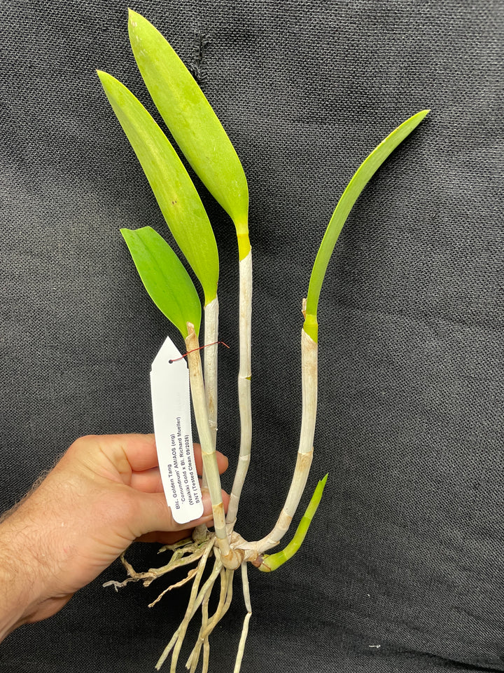 Blc. Golden Tang `Conundrum&