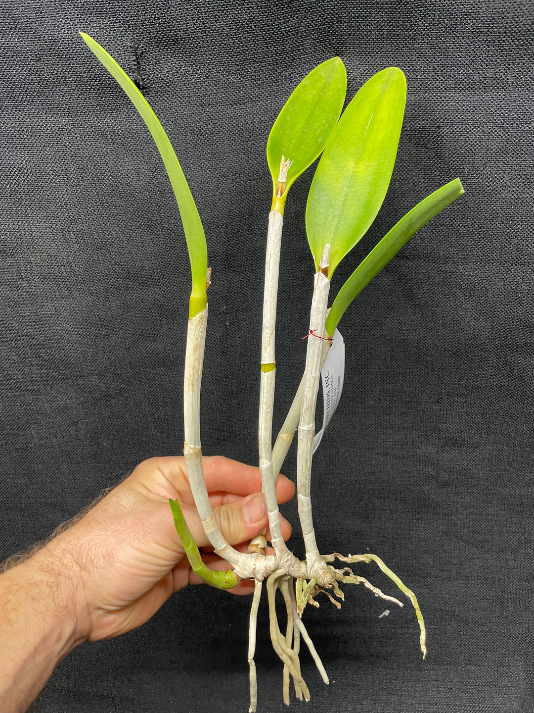 Blc. Golden Tang `Conundrum&