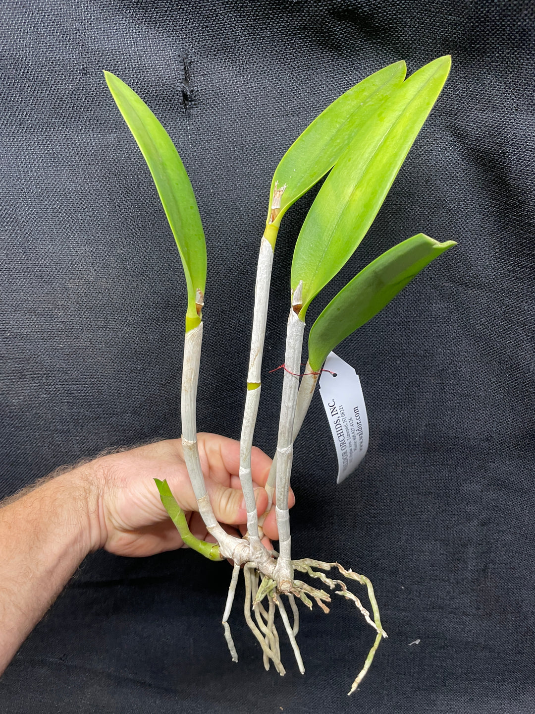Blc. Golden Tang `Conundrum&