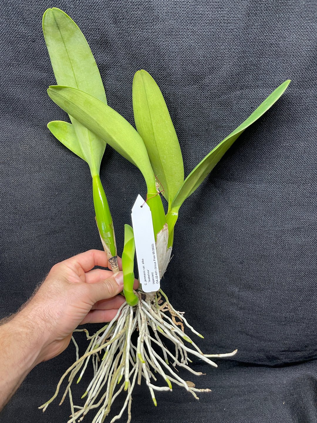 C. jenmanii alba `Isabelina&