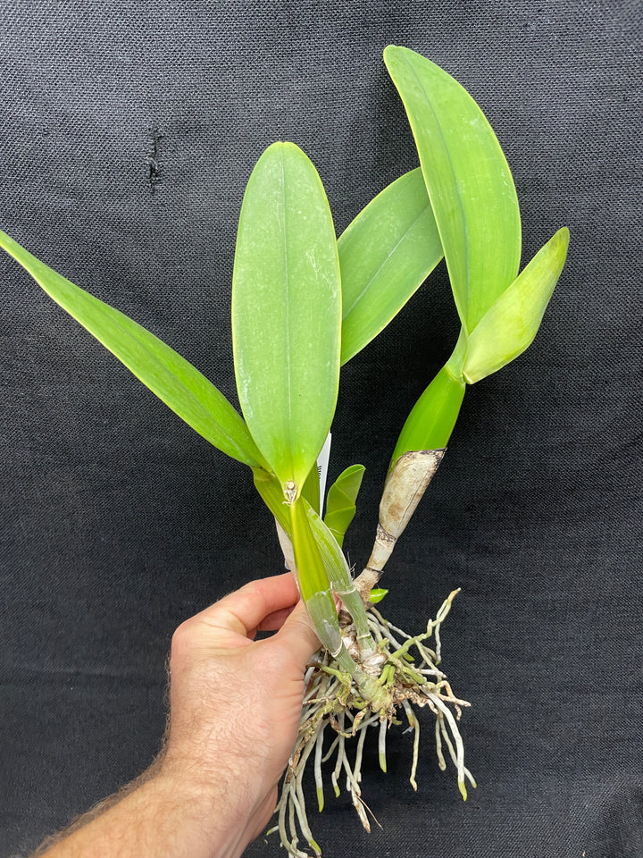 C. jenmanii alba `Isabelina&