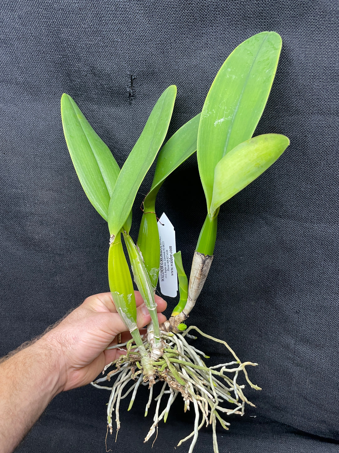 C. jenmanii alba `Isabelina&