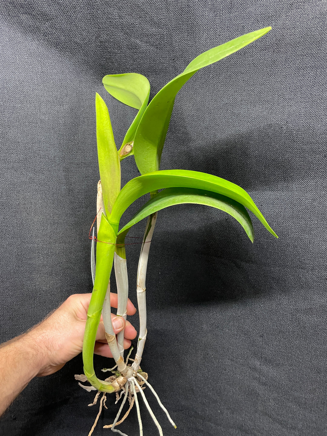 Pot. Egyptian Queen `Black Diamond&