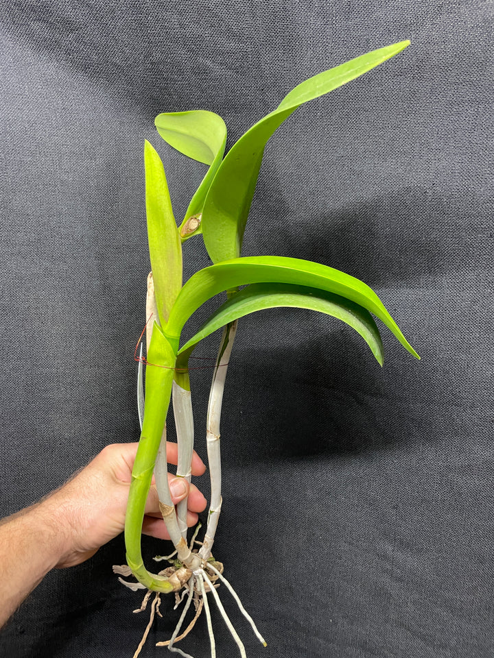Pot. Egyptian Queen `Black Diamond&