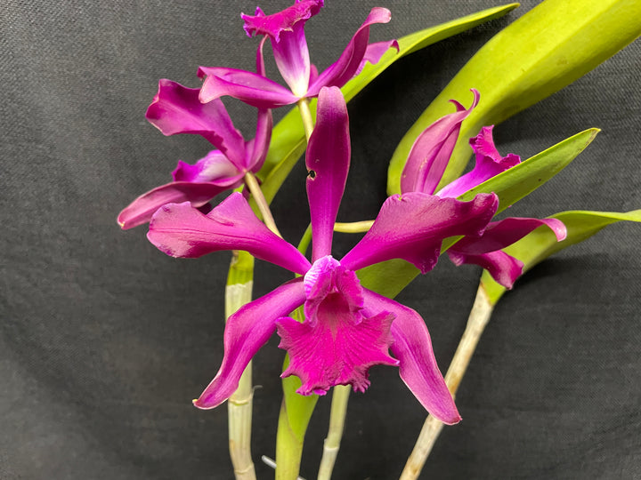 Lc. elegans rubra `St. Augustine&