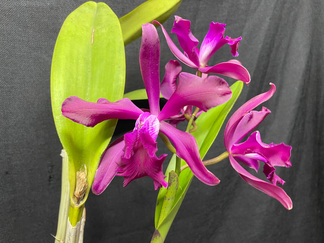Lc. elegans rubra `St. Augustine&