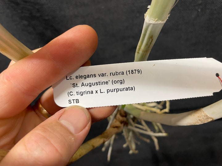 Lc. elegans rubra `St. Augustine&