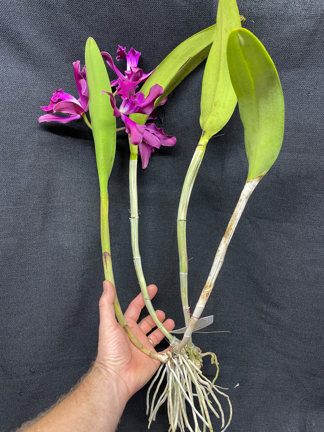 Lc. elegans rubra `St. Augustine&