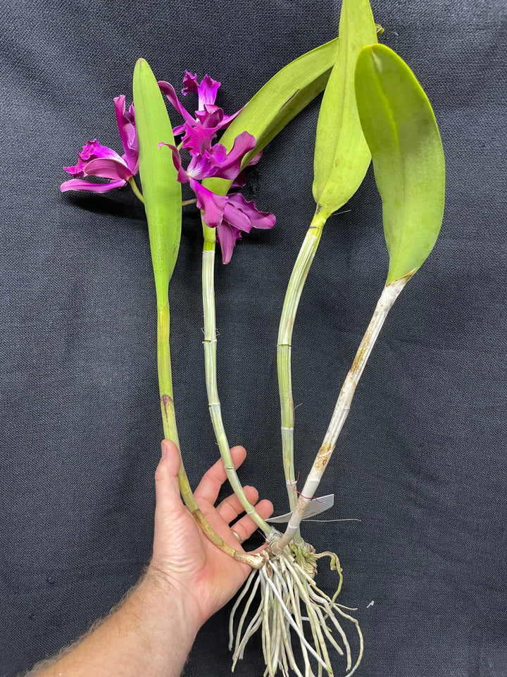 Lc. elegans rubra `St. Augustine&
