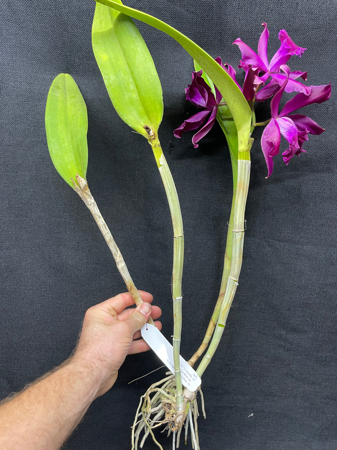 Lc. elegans rubra `St. Augustine&