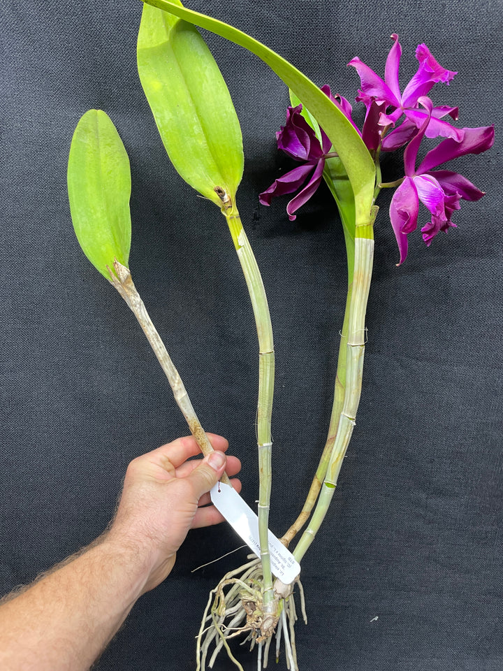 Lc. elegans rubra `St. Augustine&