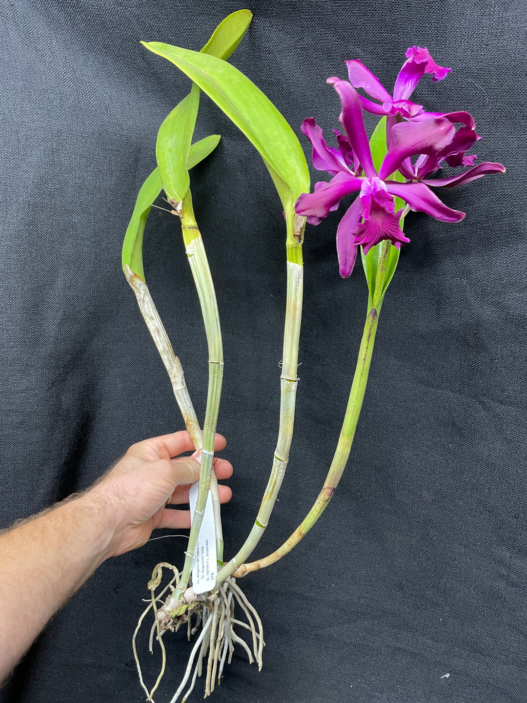 Lc. elegans rubra `St. Augustine&