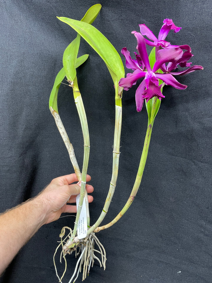 Lc. elegans rubra `St. Augustine&