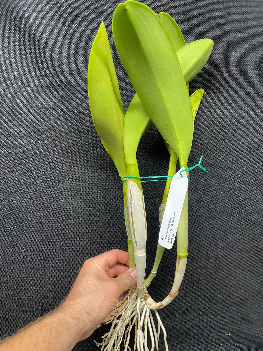 Blc. `Golden Fringe&
