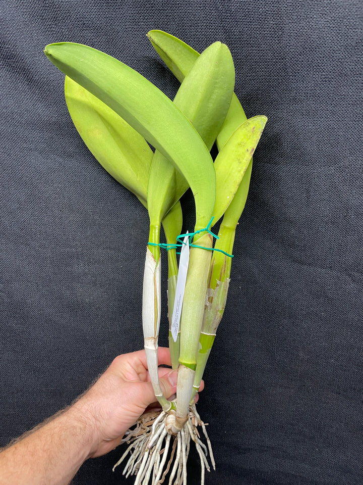 Blc. `Golden Fringe&