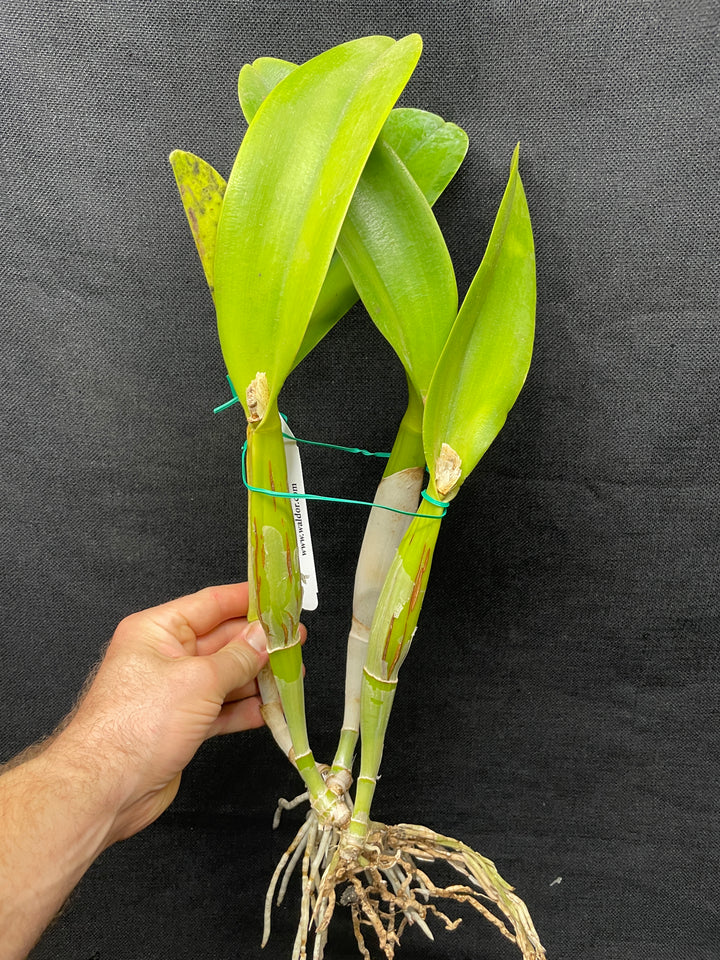 Blc. `Golden Fringe&