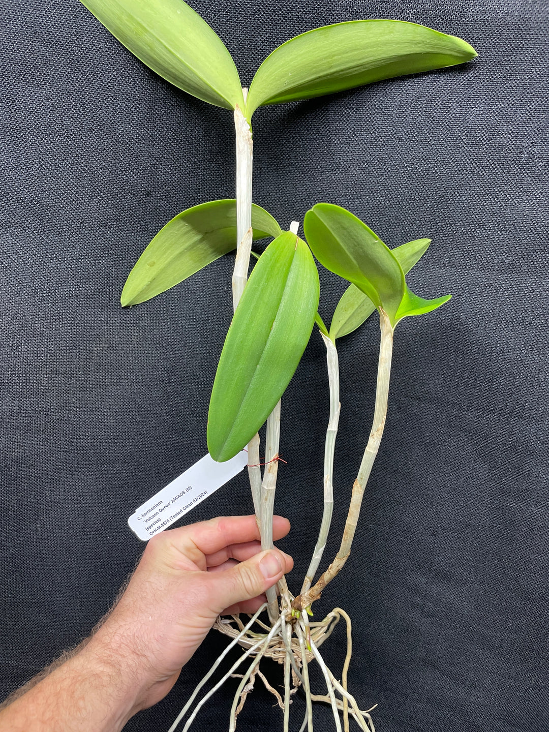 C. harrisoniana `Volcano Queen&
