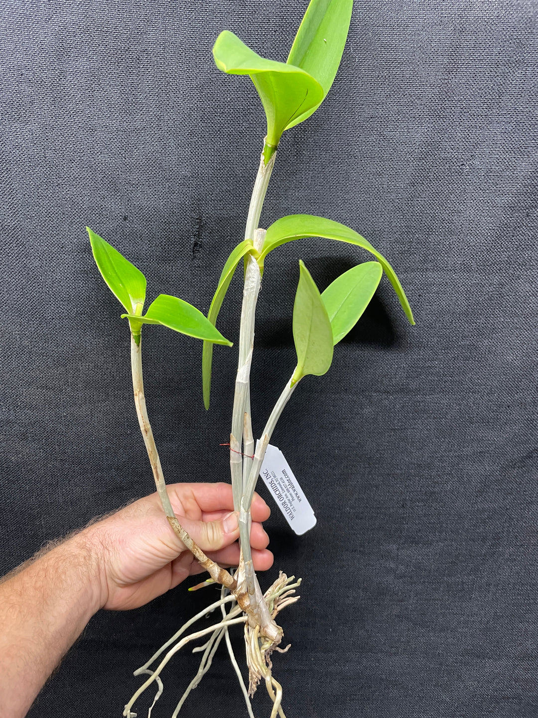 C. harrisoniana `Volcano Queen&