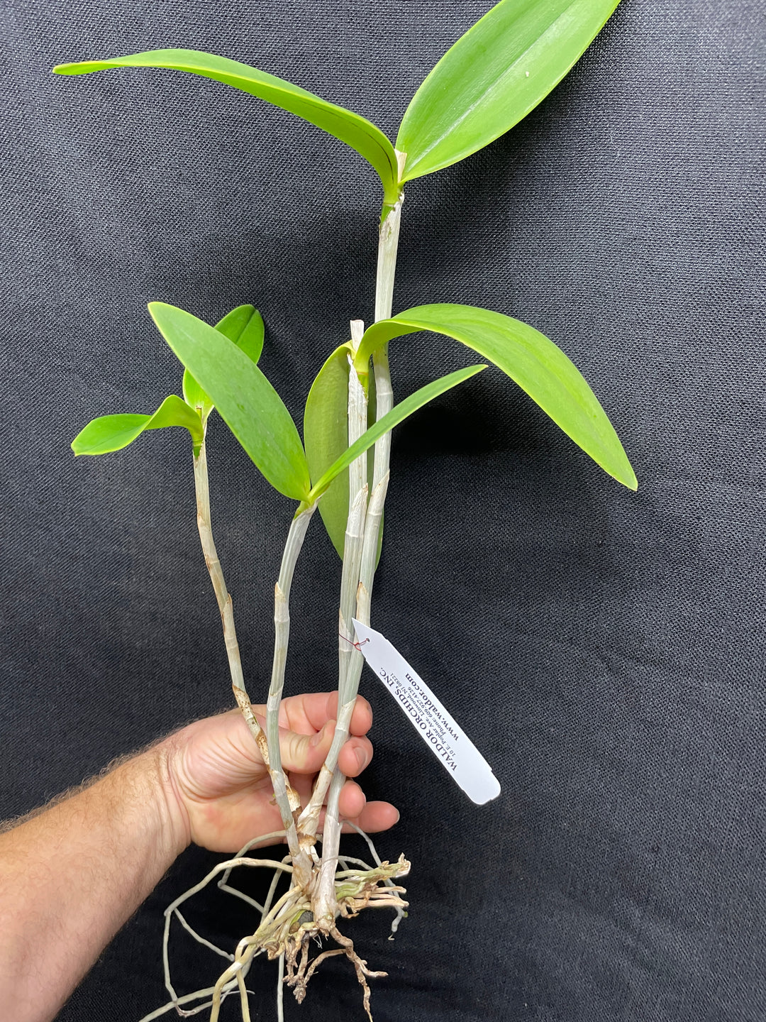 C. harrisoniana `Volcano Queen&