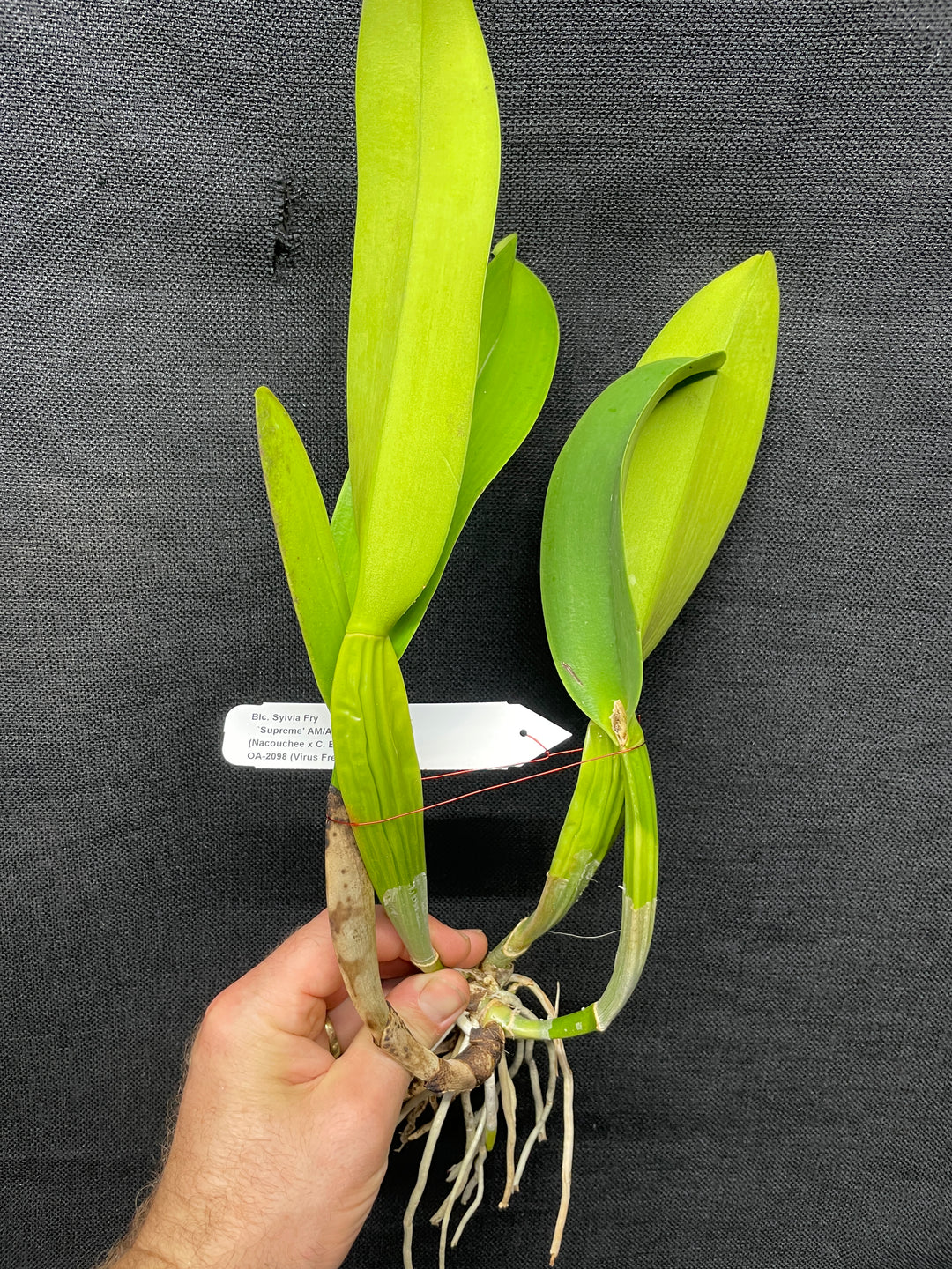 Blc. Sylvia Fry `Supreme&